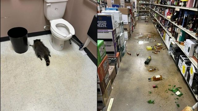 Un raton ,,baut a devastat un magazin de bauturi alcoolice. Angajatii l-au gasit dormind in baie