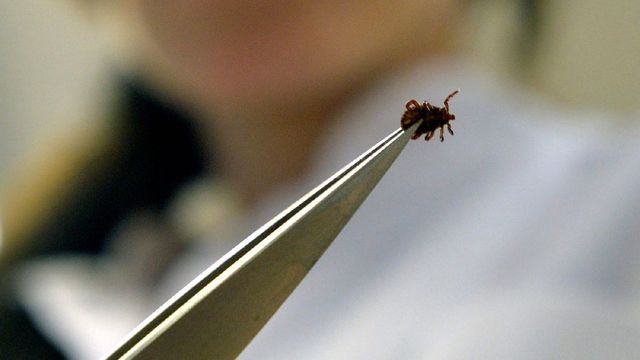 Afrikai kullancsfajt találtak Magyarországon