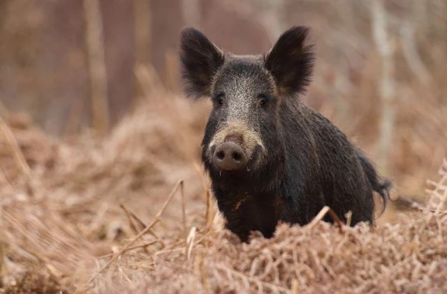 Un nou caz de pestă porcină africană, confirmat în Moldova