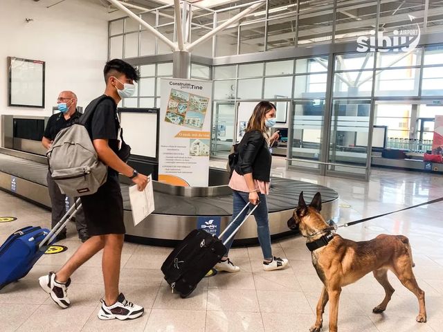 Câini care depistează COVID-19, folosiți pentru prima dată în România, la aeroportul din Sibiu