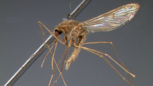 Zanzara della malaria riapparsa in Italia, ecco dove
