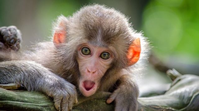 Sri Lanka suffers nationwide power outage due to monkey, know what exactly happened