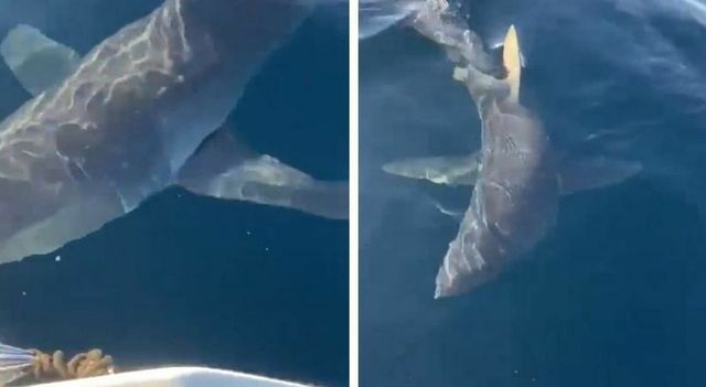 Gallipoli, esemplare di squalo mako colpisce un motoscafo