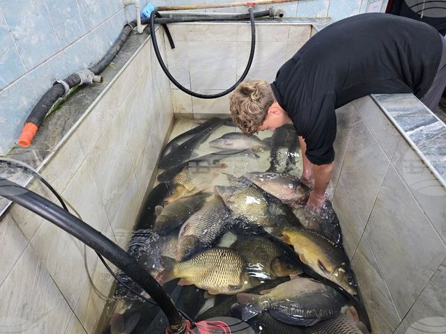 Шаранът в Свищов за Никулден запазва цената си от миналата година