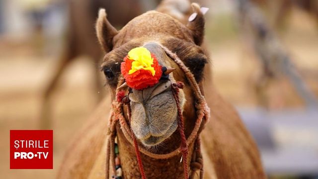 Mai multe cămile cu injecții în buze și proceduri cosmetice au fost descalificate la un concurs de frumusețe din Oman