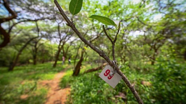 SC gives LG till next week to act on Ridge tree-felling