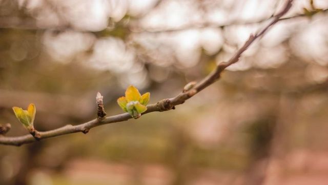 Vreme mai blândă și cer mai senin în Republica Moldova, marți, 17 martie 2026