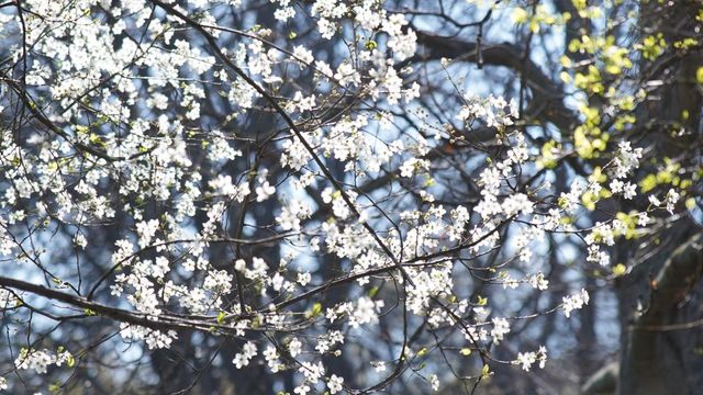 Слънчево време с временна облачност