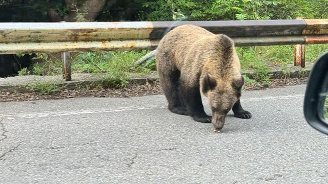 Urșii de pe Transfăgărășan, relocați în sanctuarul de la Zărnești