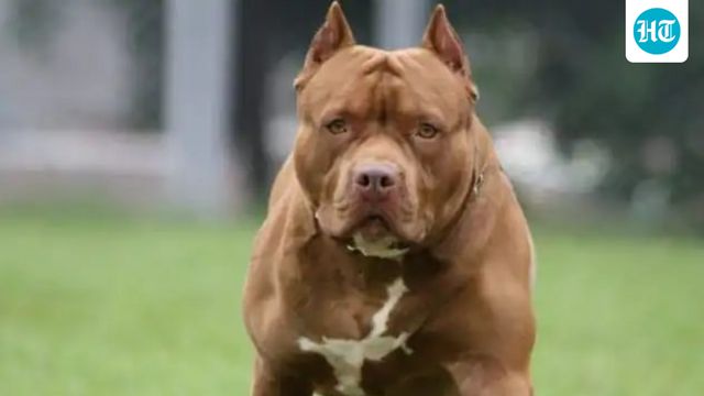 Playtime turns nightmare for 6-year-old as he loses ear in pitbull attack in Delhi