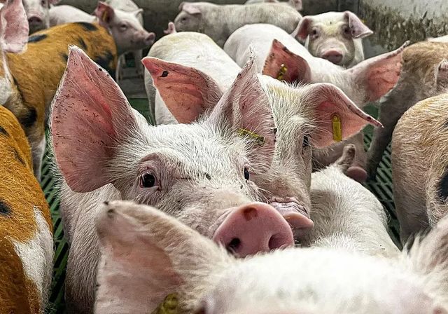 La OCU aclara dudas sobre la peste porcina y el consumo de carne de cerdo y jabalí