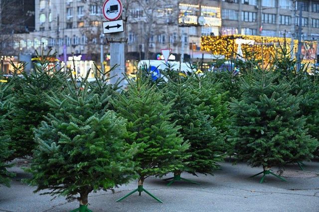 Puncte de vânzare a brazilor, deschise în toate sectoarele capitalei între 8 și 31 decembrie