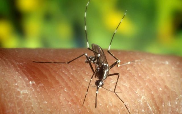 Virus West Nile, morta una donna di 72 anni in provincia di Napoli