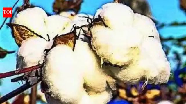 Govt exempts import duty on cotton till October