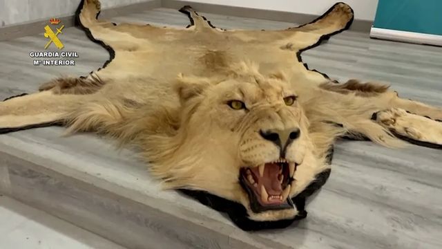 Investigan a una persona en Almería por venta online ilegal de alfombras de piel auténtica de león