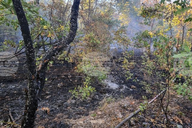 Стотици декари гора изгоряха при пожар над Стара Загора