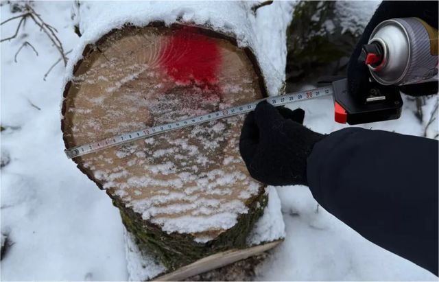 Inspectorii de mediu au depistat cazuri de tăiere ilicită a arborilor de nuc la Mihălășeni