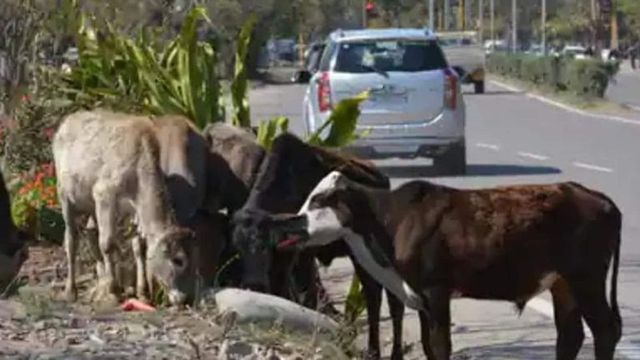 Lying in cowshed, cleaning it can cure cancer, claims UP minister