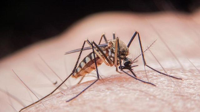 Alertă din cauza țânțarilor purtători ai virusului West Nile, în Capitală