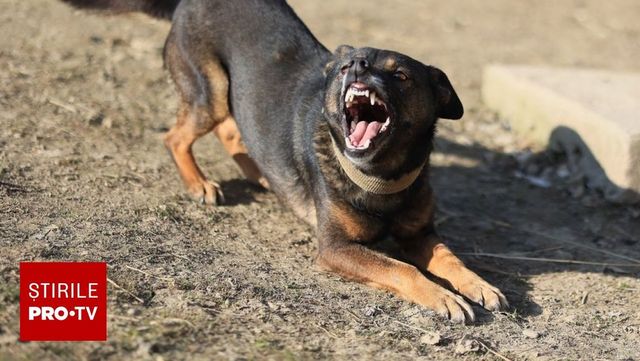 Un băiețel de doi ani a ajuns la spital după ce a fost mușcat de un câine în curtea unor rude din București