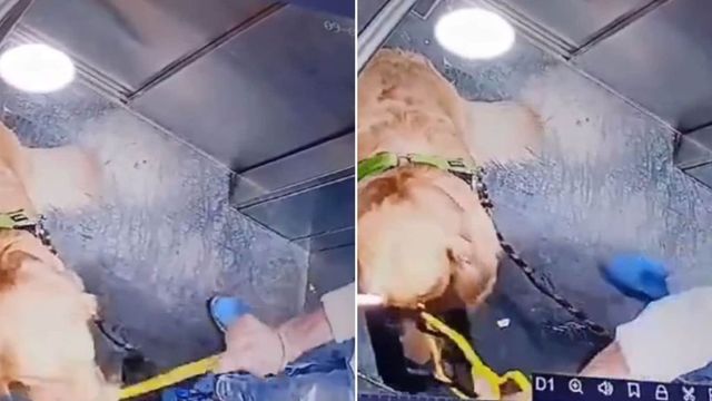 Dog walker repeatedly hits pet inside Gurugram society lift, video goes viral