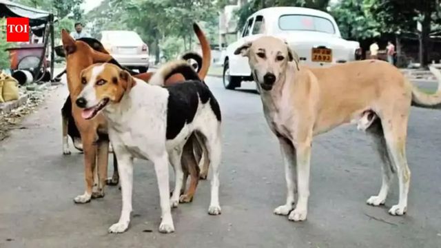 Supreme Court reserves order in modification to stray dogs case
