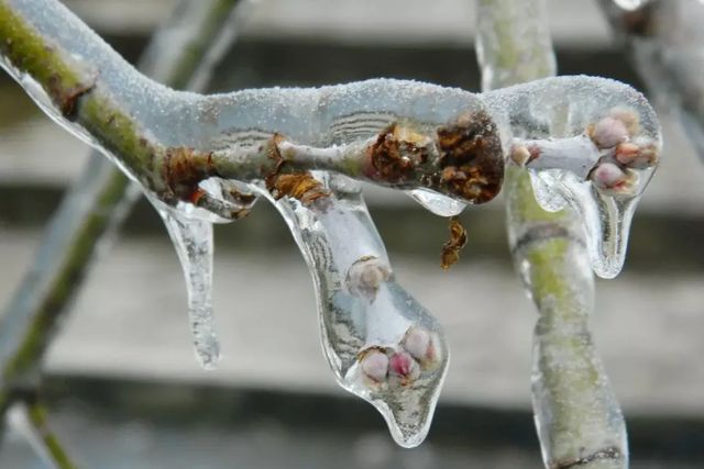 Cod galben de înghețuri în Republica Moldova