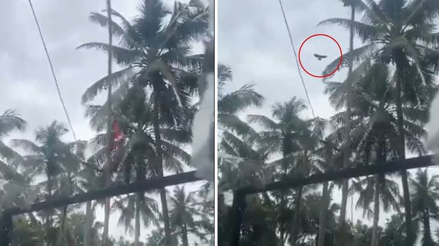 Bird 'Unfurls' Flag In Kerala, Here's What Really Happened