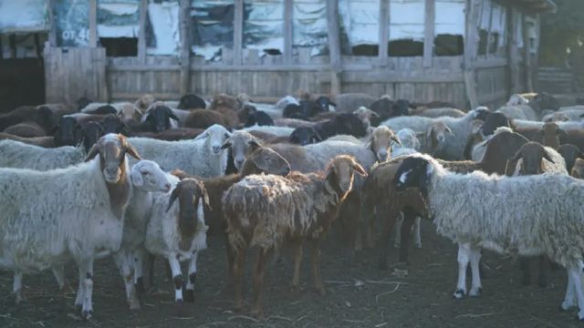 Doi bărbați din Iași au cumpărat oi, capre și vaci cu bancnote de 50 de euro false