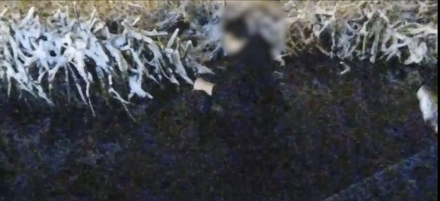 Urmărit de o haită de câini, un bărbat a căzut în lacul unui parc din Craiova