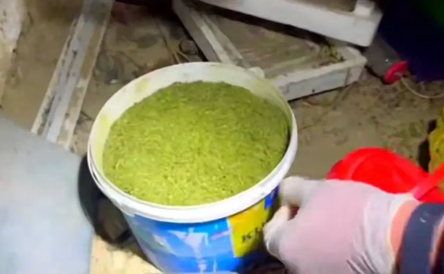 Poliția a ridicat 11 kg de marijuana în urma unei percheziții la Orhei