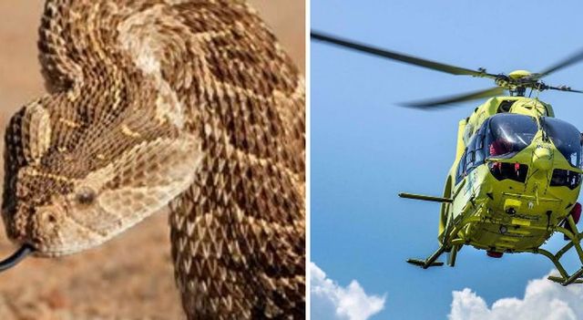 Morso da un cobra, muore un turista tedesco in Egitto