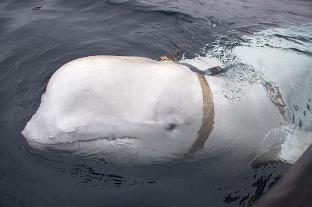 Mistero sulla morte di Hvaldimir, la balena beluga presunta spia russa