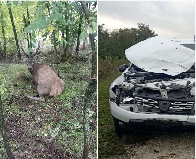 Accident în raionul Călărași cu implicarea unei mașini și a unui cerb