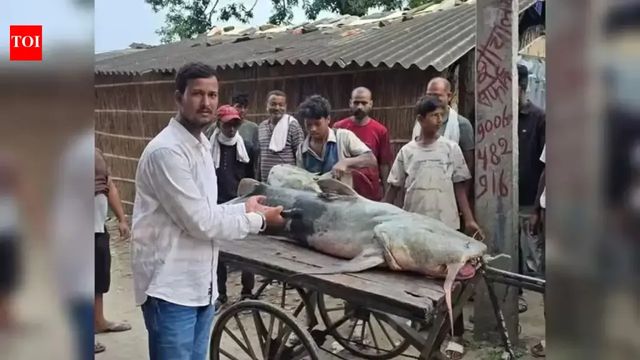 Bihar Flood Alert: Why Government Has Asked People Not To Eat Fish From Floodwaters