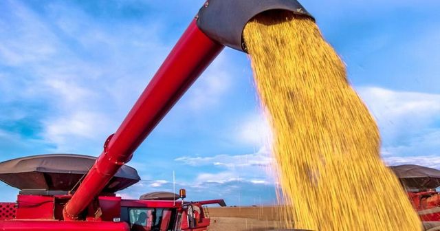 Рекордна цена на пшеницата, след като Индия забрани износа