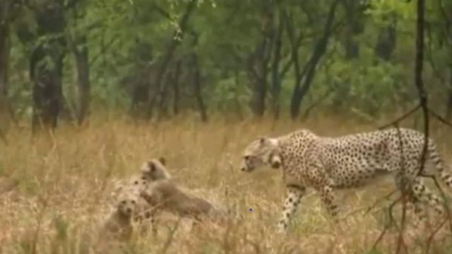 Cheetahs Set To Roam Free Again In Kuno After Year-long Enclosure Stay