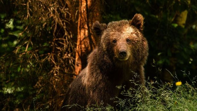 Megint medvék kóboroltak Magyarországon