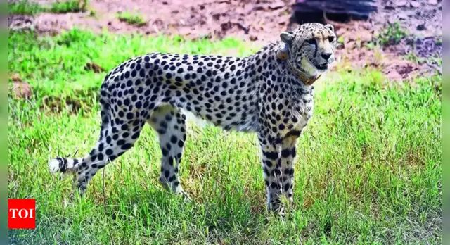 Kuno Cheetahs likely to be back in wild by October-end