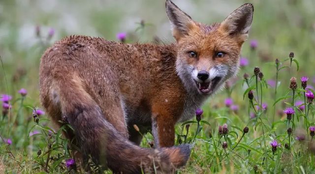 Două cazuri de rabie și un focar de pestă porcină africană, confirmate în Moldova