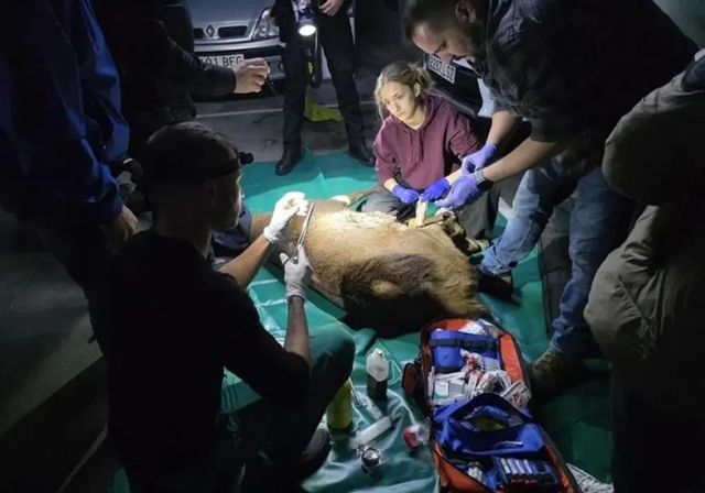 Cuatro horas y tres dardos tranquilizantes para atrapar al ciervo macho que irrumpió en un 'parking' de Zamora