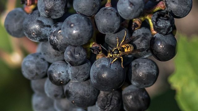 Magyar fejlesztésű eszköz segíti az ázsiai lódarázs hazai terjedésének lassítását