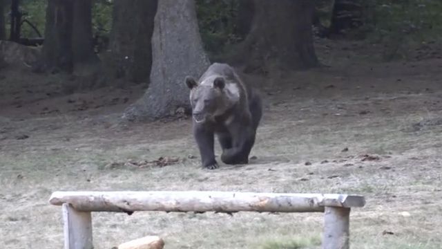 Turistă atacată de urs pe munte