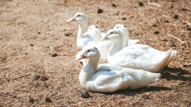 Заради огнище на птичи грип 37 хиляди пекински патици от ферма в горнооряховското село Върбица ще бъдат умъртвени по хуманен начин