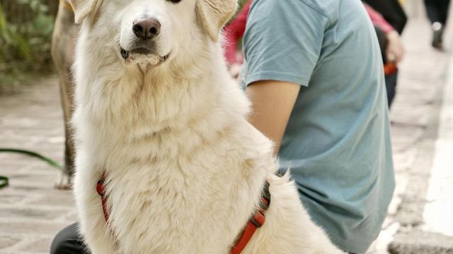 La Russa, è ora di autorizzare gli animali domestici al Senato