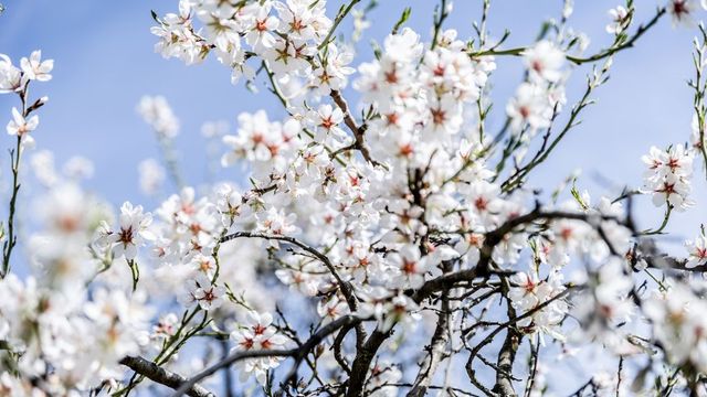 Calor de primavera en febrero para recibir a la Fuensanta en Murcia