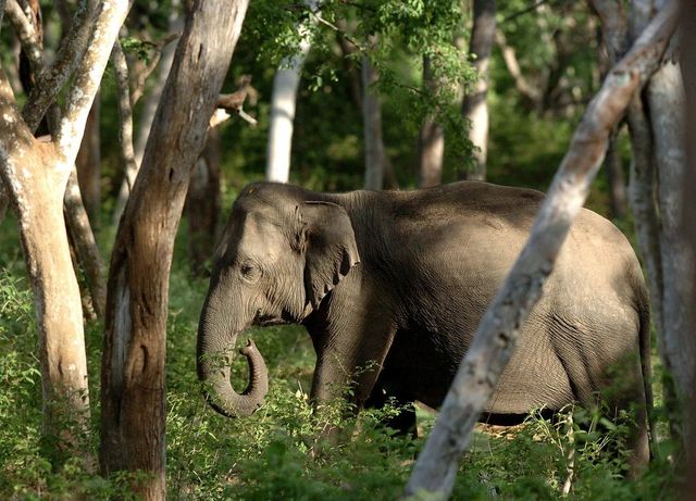 Muere un turista español pisoteado por un elefante en Sudáfrica