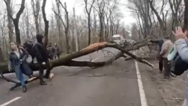 Un copac doborît de vînt a blocat circulația rutieră pe o stradă din capitală