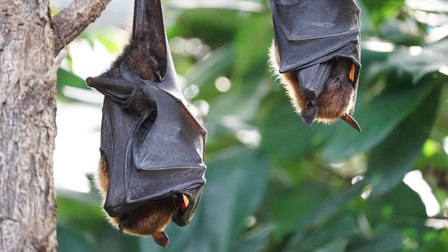 New Bat Coronavirus Capable Of Infecting Humans Discovered In China