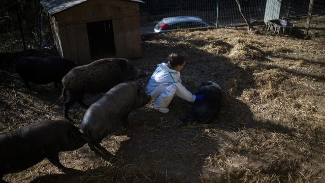 El Govern anuncia 10 nuevos casos positivos de peste porcina africana, hasta 26